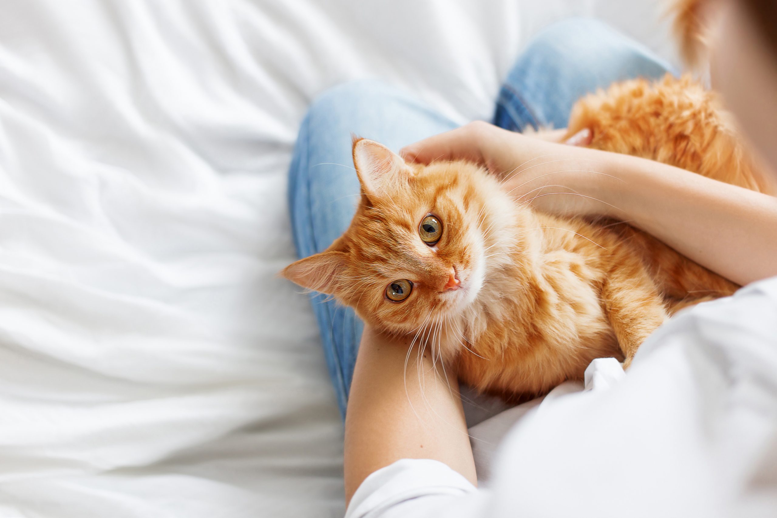 Enfermedad renal en gatos: Cómo prevenir y detectar a tiempo esta patología silenciosa