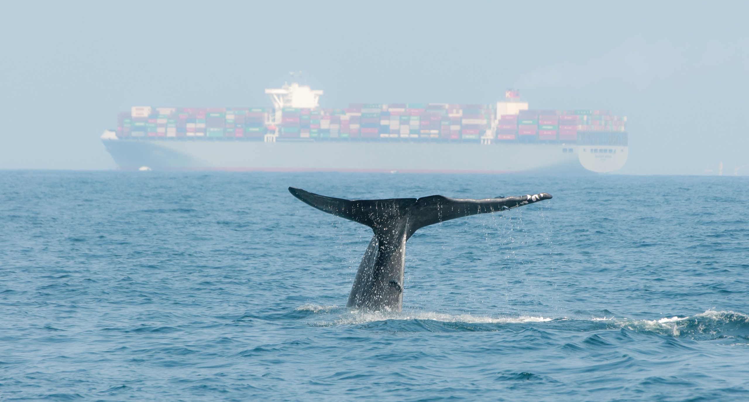 Startup chilena Acústica Marina firmará alianza con empresas rusas para la protección de ballenas