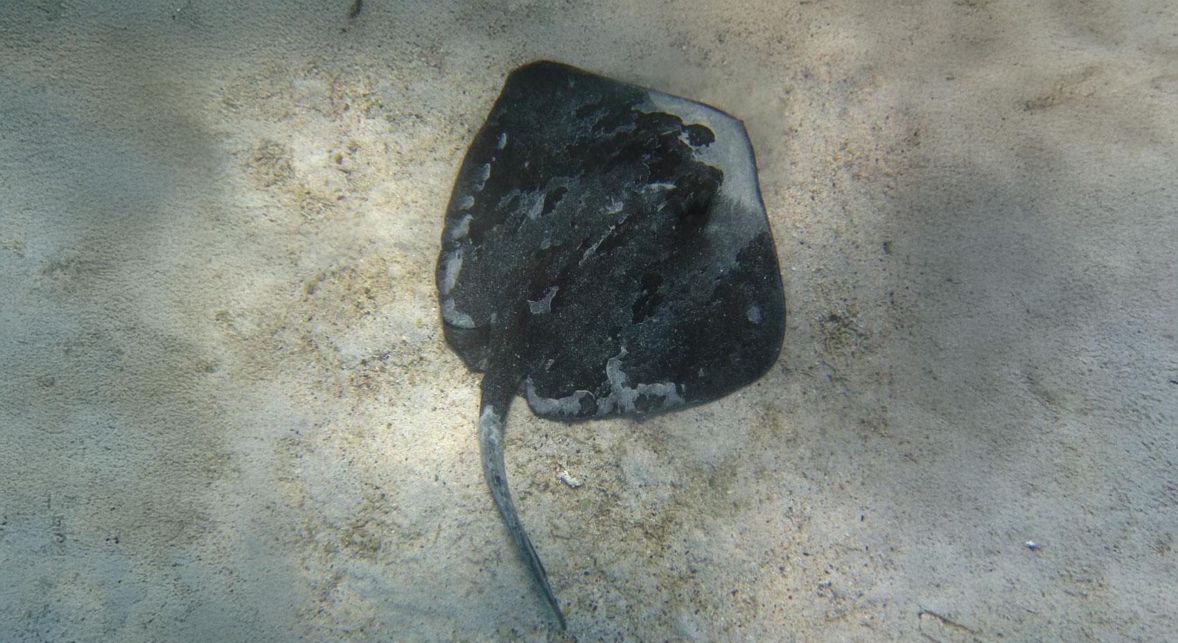 Ciencia ciudadana: Pescadores fueron clave para confirmar a la raya diamante en aguas chilenas