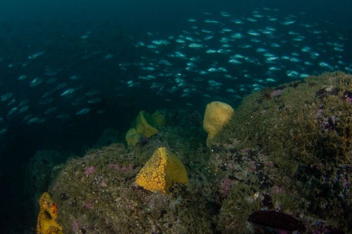 Desoxigenación oceánica: la silenciosa amenaza para la vida marina en las costas de Chile