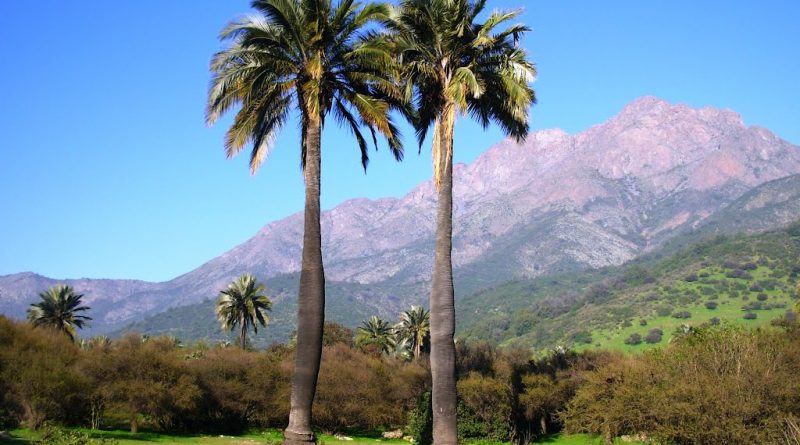 Palma chilena: La lucha por la supervivencia de un tesoro endémico de Chile