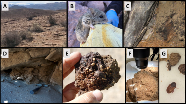Paleomadrigueras: La clave ancestral para desentrañar el futuro de los artrópodos en el cambio climático