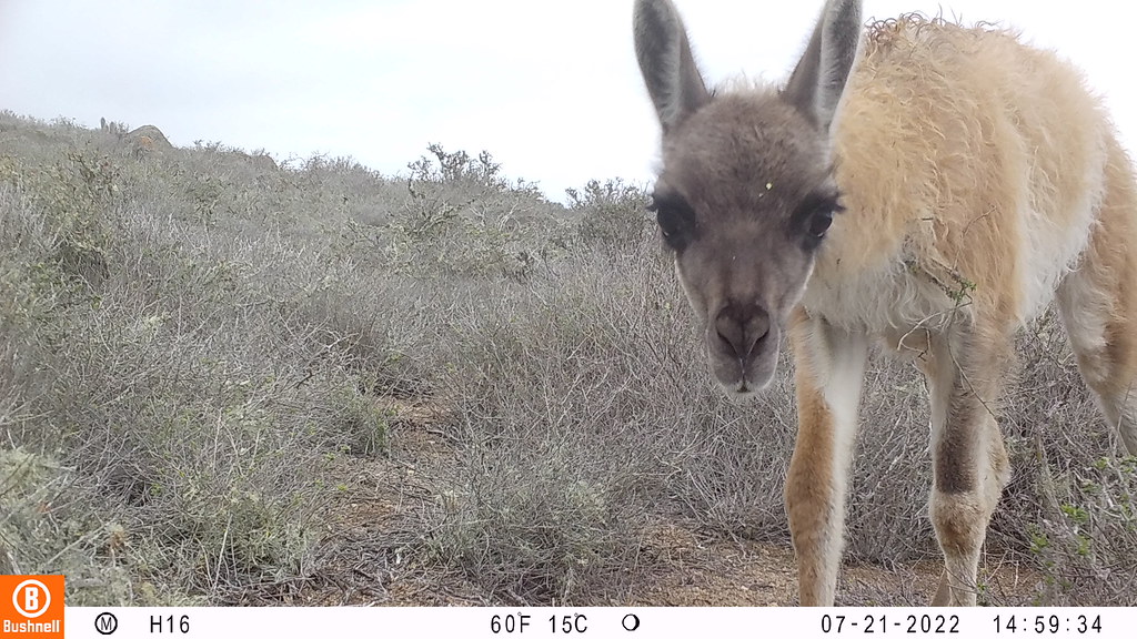 Chile se suma a plataforma mundial para el monitoreo de fauna nativa