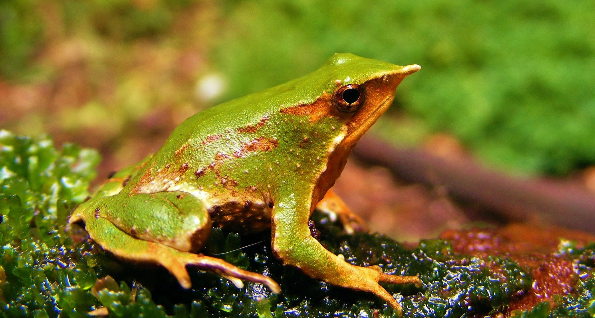 Descubren nueva población de Ranita de Darwin en Villarrica