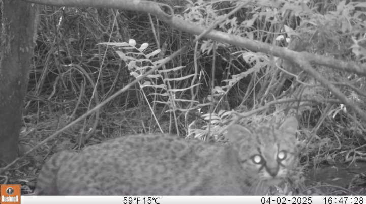 Cámara trampa capta a tierno gato güiña en la Reserva Nacional Los Queules