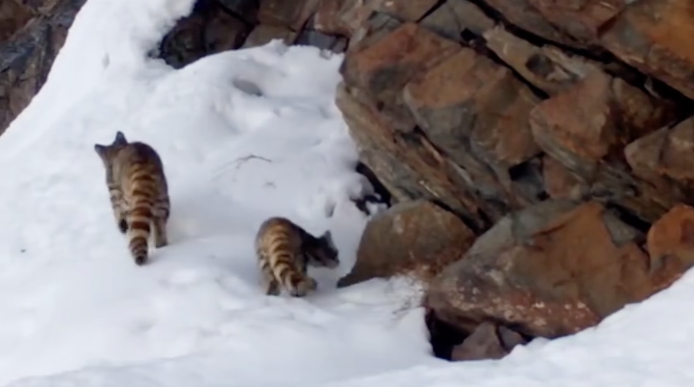Sorprendente registro muestra a gata andina con su cría en la cordillera de Santiago