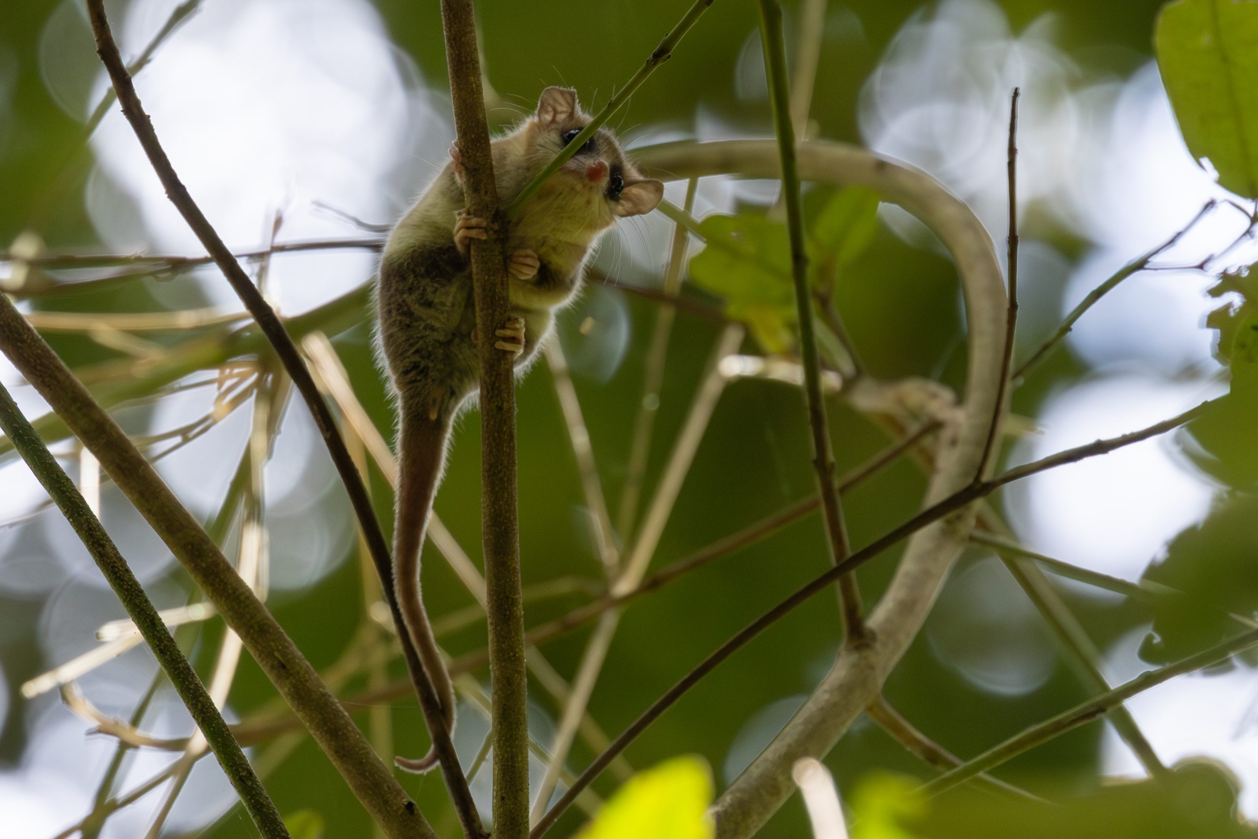 Monito del monte: El 