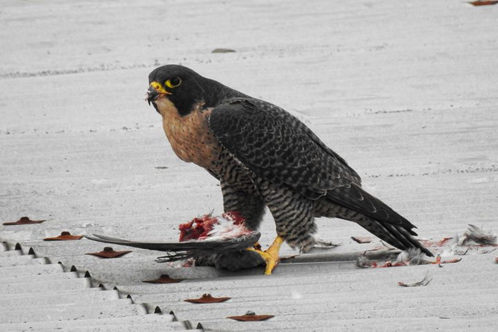 Chile celebrará por quinto año consecutivo el Día de las Aves Rapaces