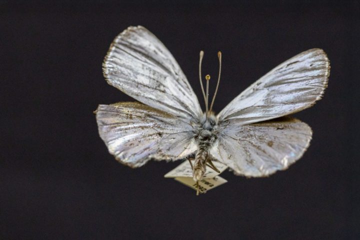 Museo de Zoología UdeC guarda ejemplares de la única mariposa plateada del mundo