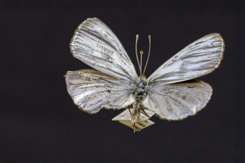 Museo de Zoología UdeC guarda ejemplares de la única mariposa plateada del mundo