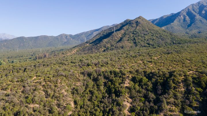 Estudio revela que el bosque esclerófilo chileno está al borde del colapso