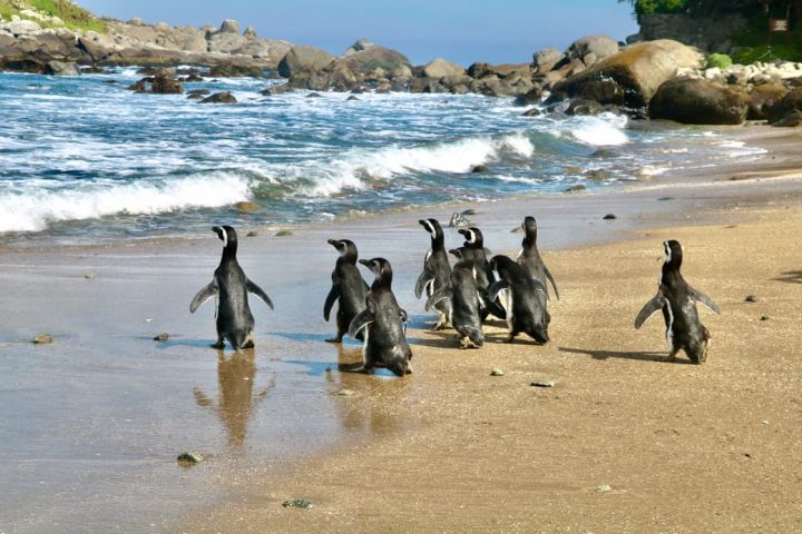 Pingüinos de Magallanes vuelven a casa en Isla Cachagua tras exitosa rehabilitación