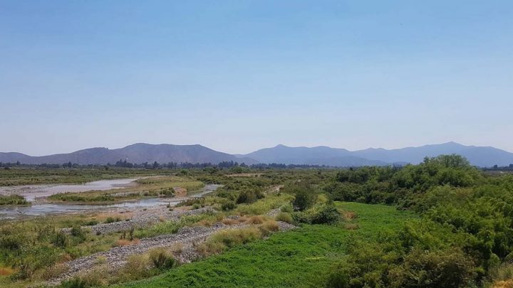 Río Maipo de Melipilla es declarado como el humedal urbano más grande de Chile