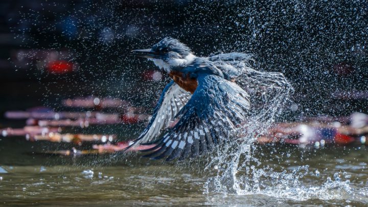 Fotógrafo chileno cuenta cómo tomó la imagen ganadora del Gran Premio Audubon 2025