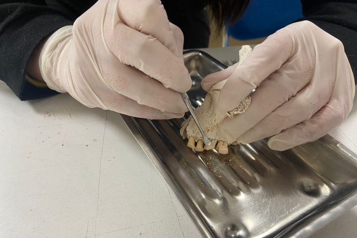 Descubren en Antofagasta evidencia de consumo de tabaco más antigua de Sudamérica