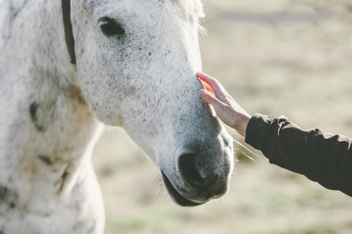 Doce santuarios de animales en Latinoamérica: Recintos para el rescate de especies
