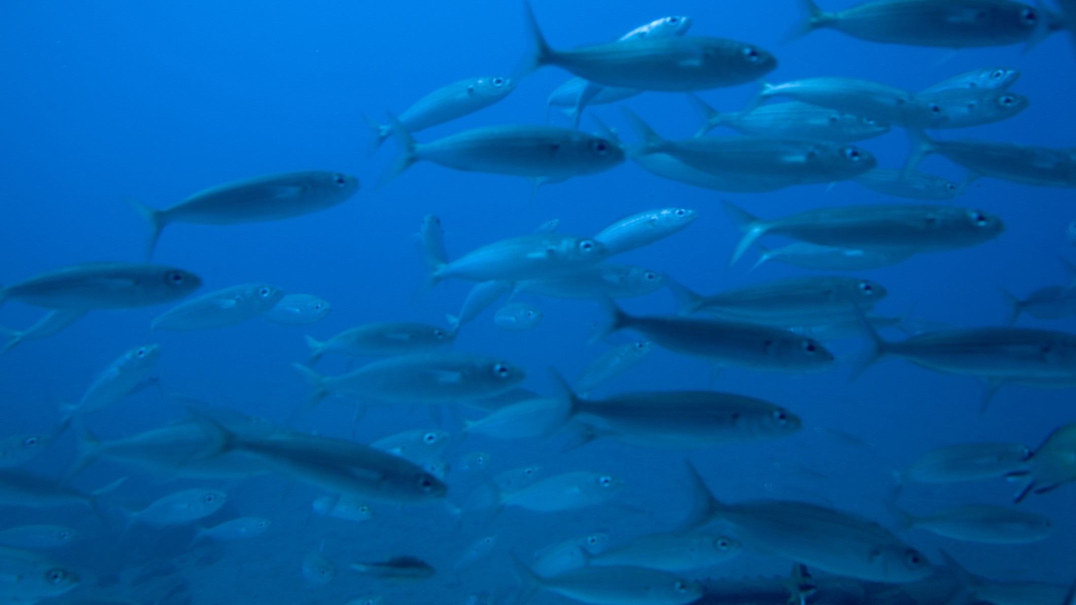 Estudio sugiere que «reciclaje genético» en la cloaca de peces sería el origen de los dedos en humanos