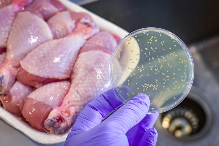 GeneAlert: La tecnología que busca detectar la Salmonella en tiempo récord