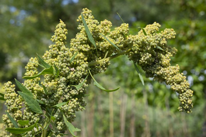 Investigación sobre quinoa revela que plantas madres heredan resistencia al estrés a sus hijas