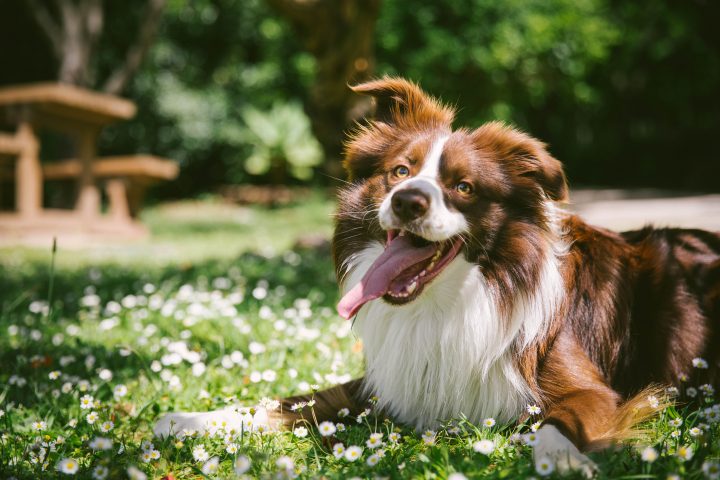 Perros clasifican objetos nuevos por su función y sin entrenamiento previo