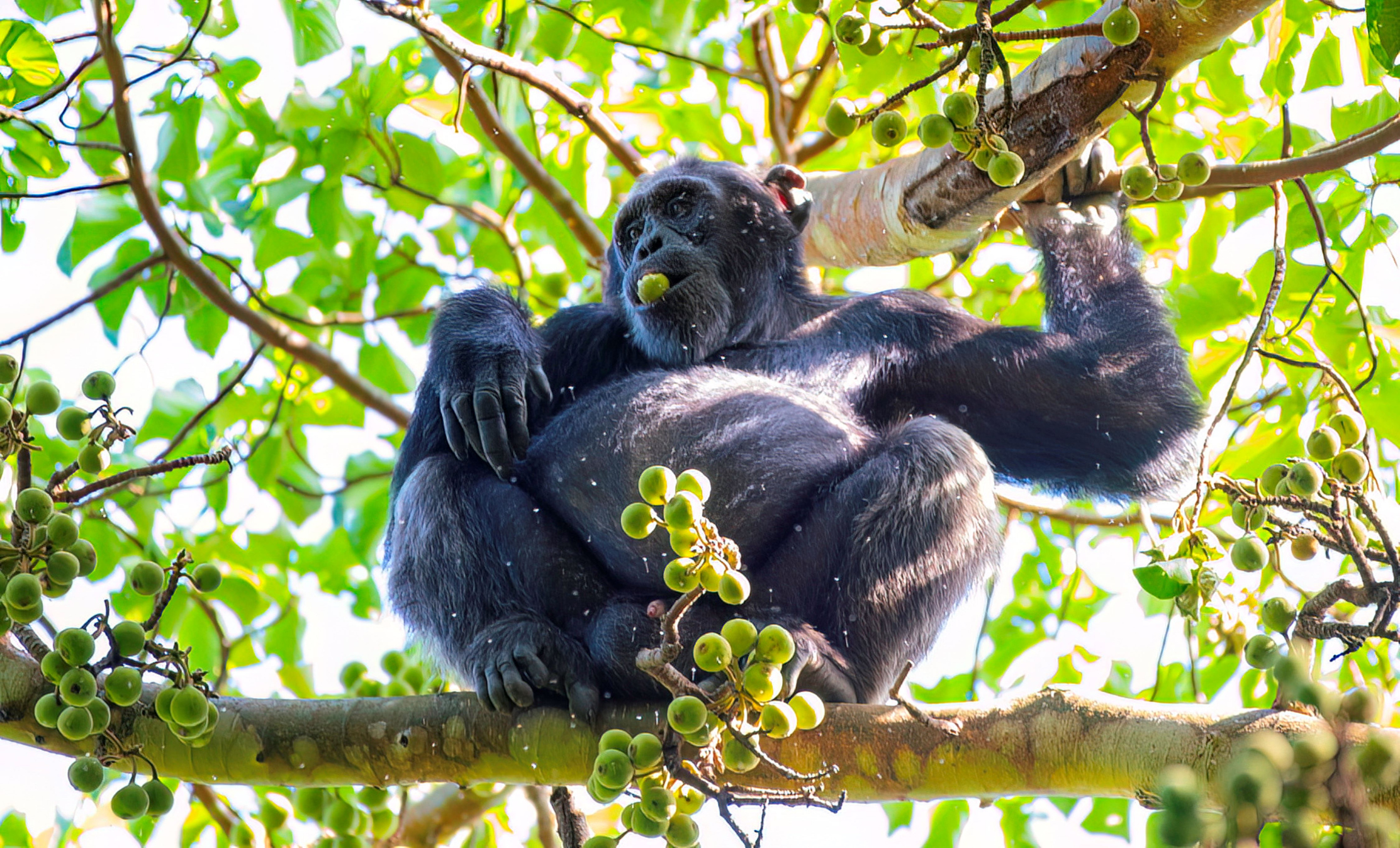 Chimpancés salvajes consumen el equivalente a casi dos bebidas alcohólicas diarias