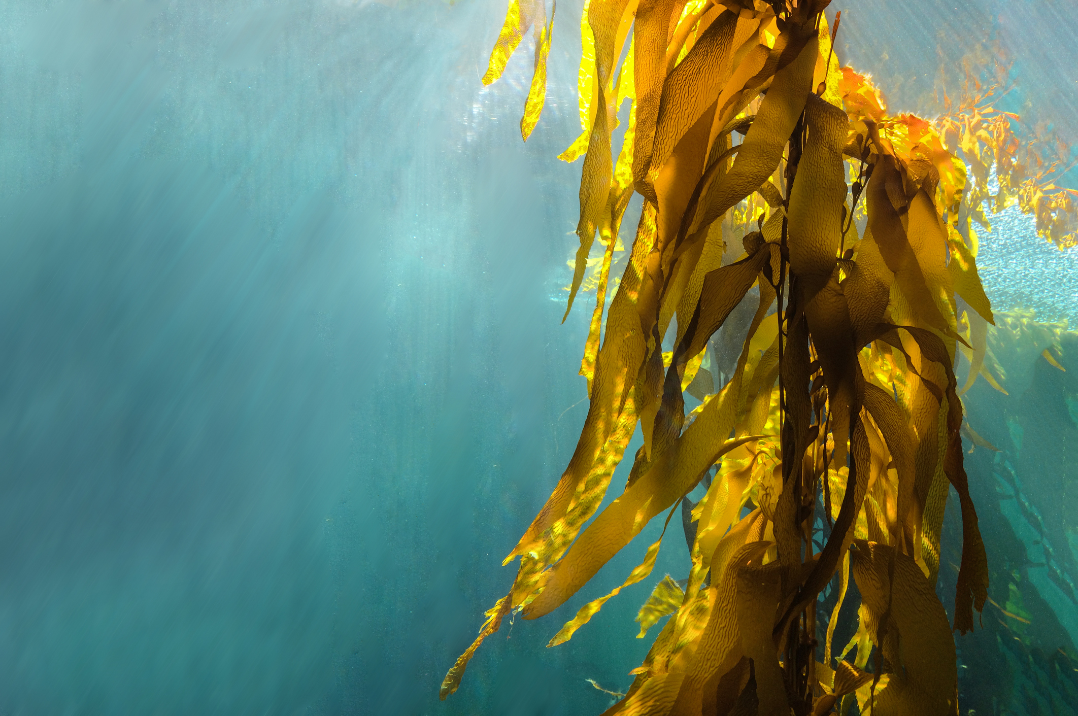 Refugio Kelp: El juego educativo chileno que enseña a proteger los bosques de algas