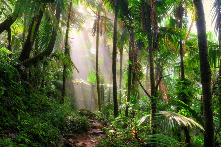 Condiciones futuras del cambio climático podrían poner en riesgo los bosques tropicales