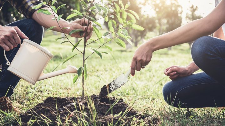 Plantar árboles durante 90 minutos ayuda a reducir el estrés y la ansiedad
