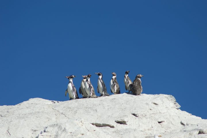 Pingüino de Humboldt: Guardián ecológico y emblema social en la Península de Hualpén