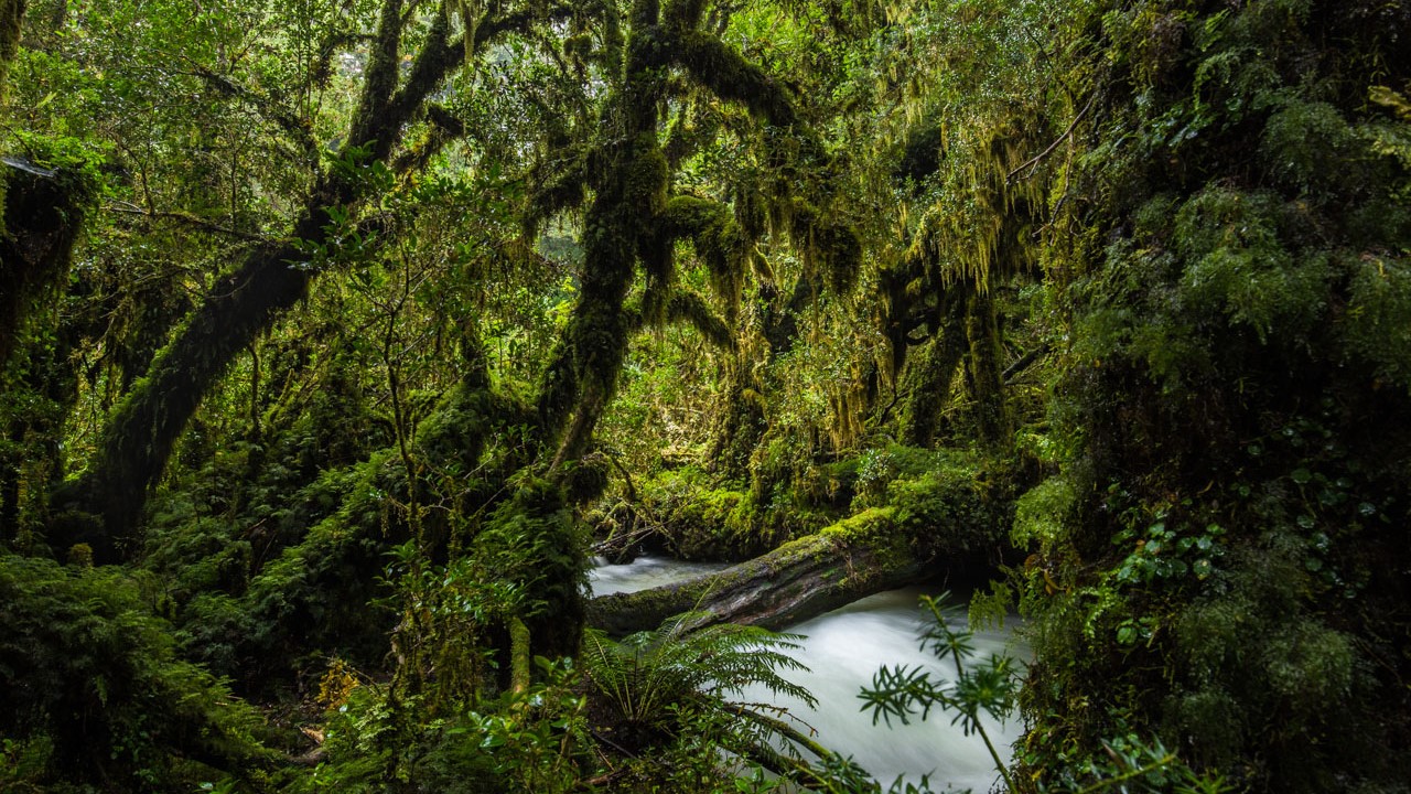 Región de Los Ríos registra un 63% de su superficie cubierta por bosques