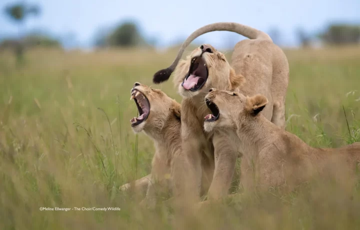 Las fotos más graciosas de la vida silvestre: Nikon Comedy Wildlife Awards 2025 anuncia a sus finalistas