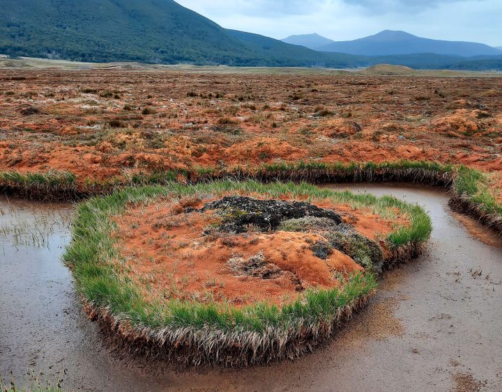 Biotecnología: Una alternativa para restaurar las turberas en Chile