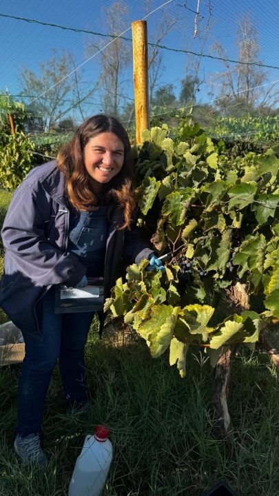 Científica iquiqueña lidera innovación con levaduras del desierto para crear vinos