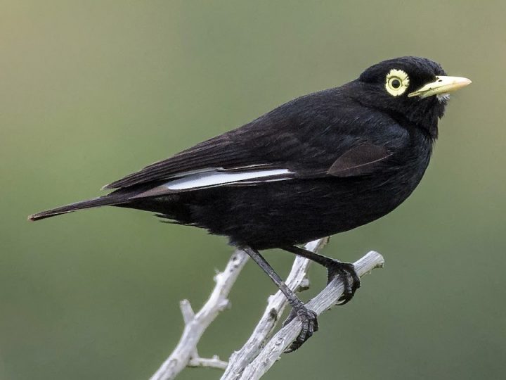 21, 22 y 23 de noviembre: Festival de Aves Migratorias llega al Humedal de Mantagua