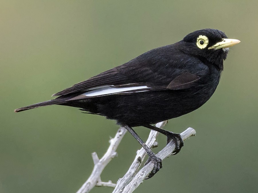 21, 22 y 23 de noviembre: Festival de Aves Migratorias llega al Humedal de Mantagua