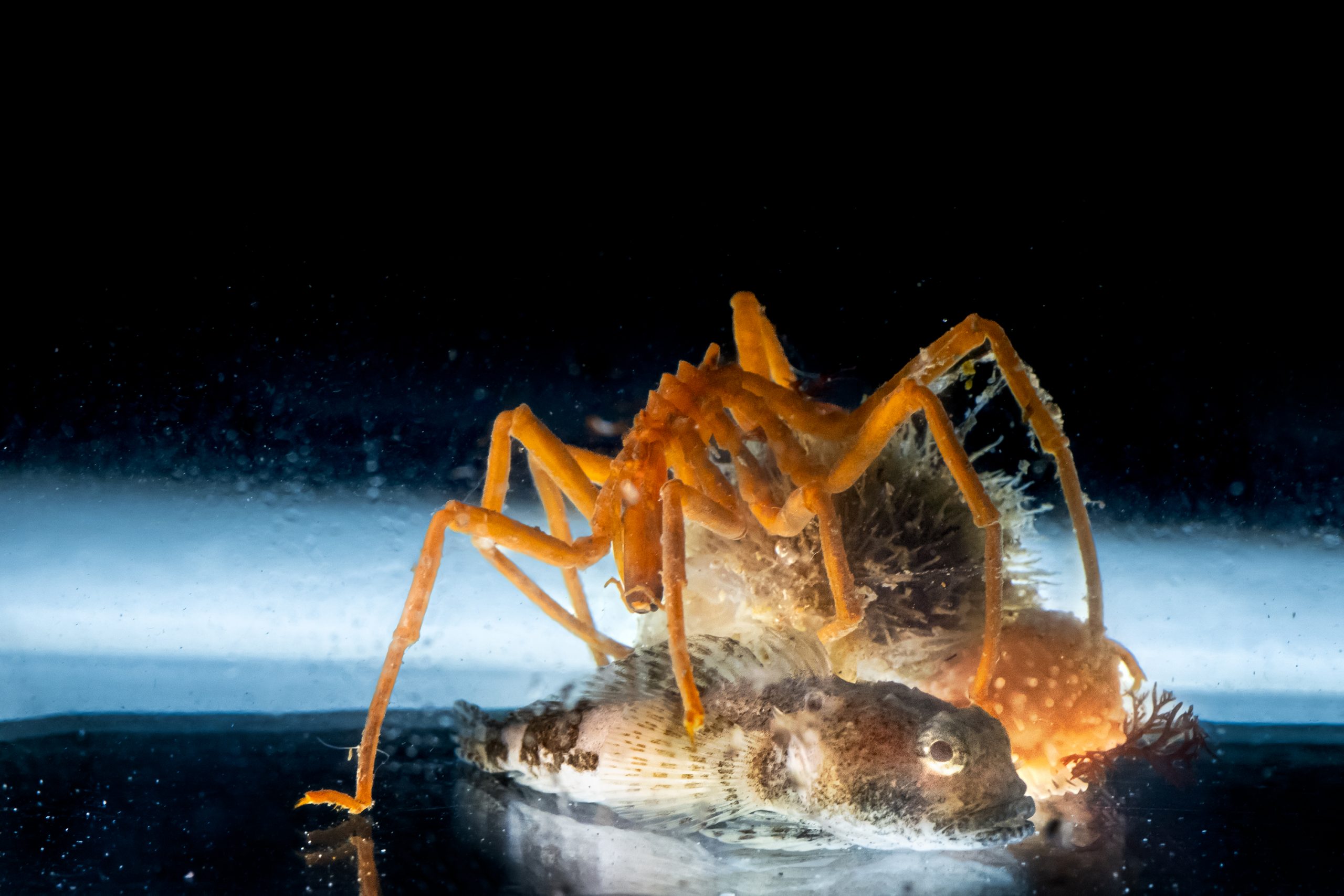 Hito mundial: Punta Arenas tendrá el primer acuario de especies vivas antárticas en Latinoamérica