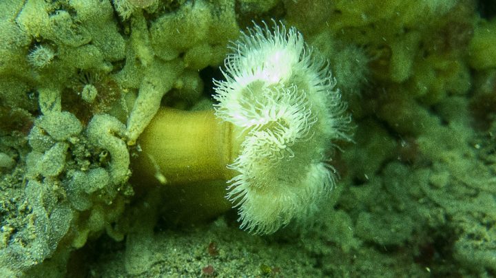 CerveCiencia Puerto Montt abordará la amenaza de la anémona invasora Metridium senile