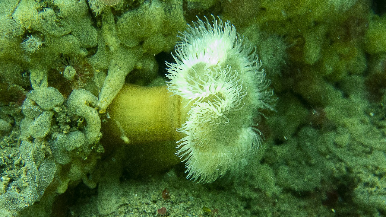 CerveCiencia Puerto Montt abordará la amenaza de la anémona invasora Metridium senile