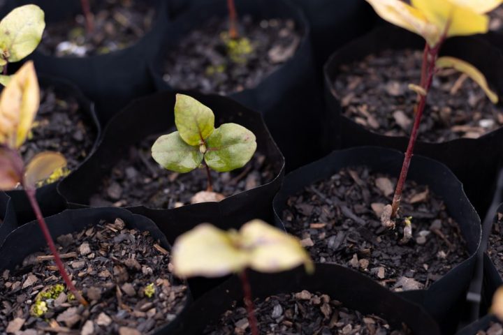 Bioestimulante: Crean un hidrogel que potencia el crecimiento vegetal en sequía