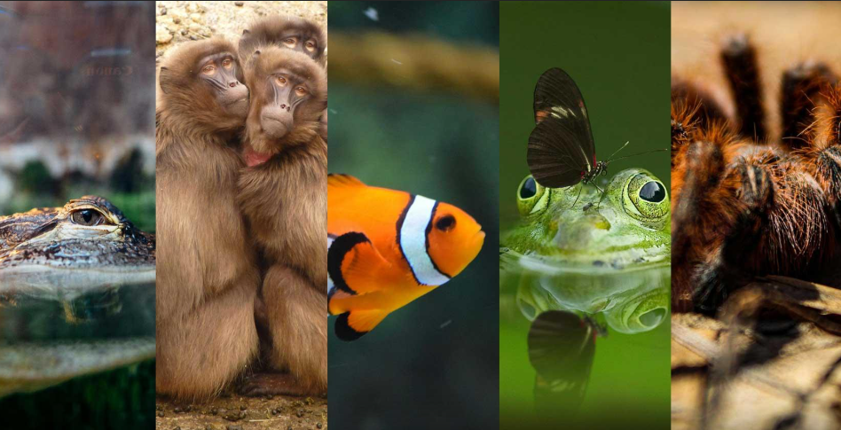 Niños, niñas y adolescentes evalúan el bienestar animal en zoológicos: Peces son percibidos como los más felices