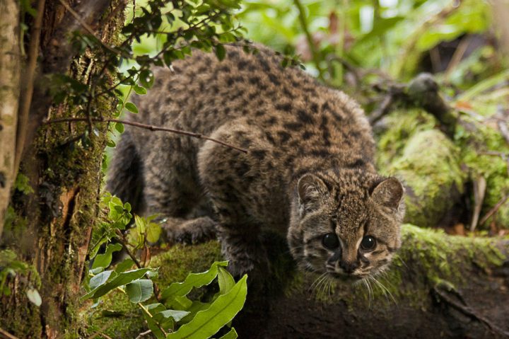 Gato Güiña cambia su estado de conservación de 