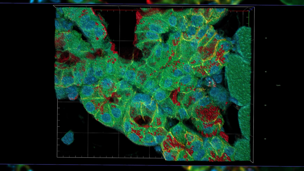 Valdivia instala el microscopio confocal 4D más avanzado de América Latina