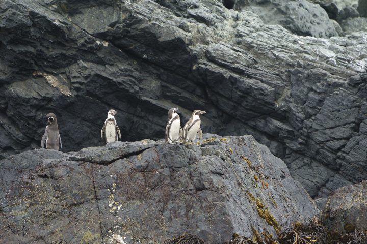 Pingüino de Humboldt y especies endémicas en Chile aumentan riesgo de extinción
