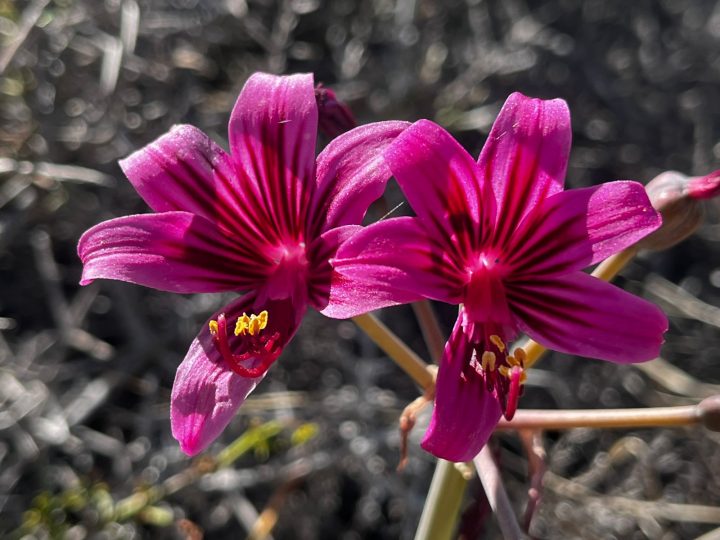 El secreto milenario del Desierto Florido: Cómo las plantas desafiaron la aridez