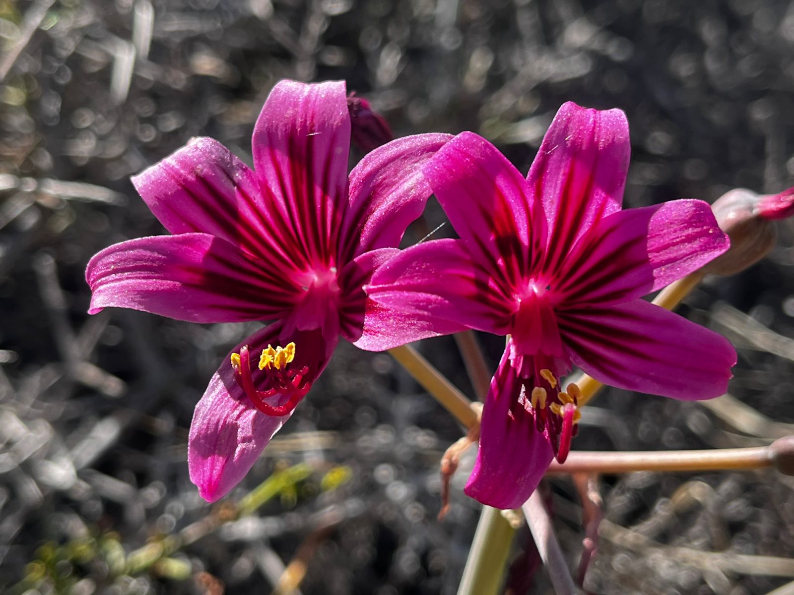 El secreto milenario del Desierto Florido: Cómo las plantas desafiaron la aridez