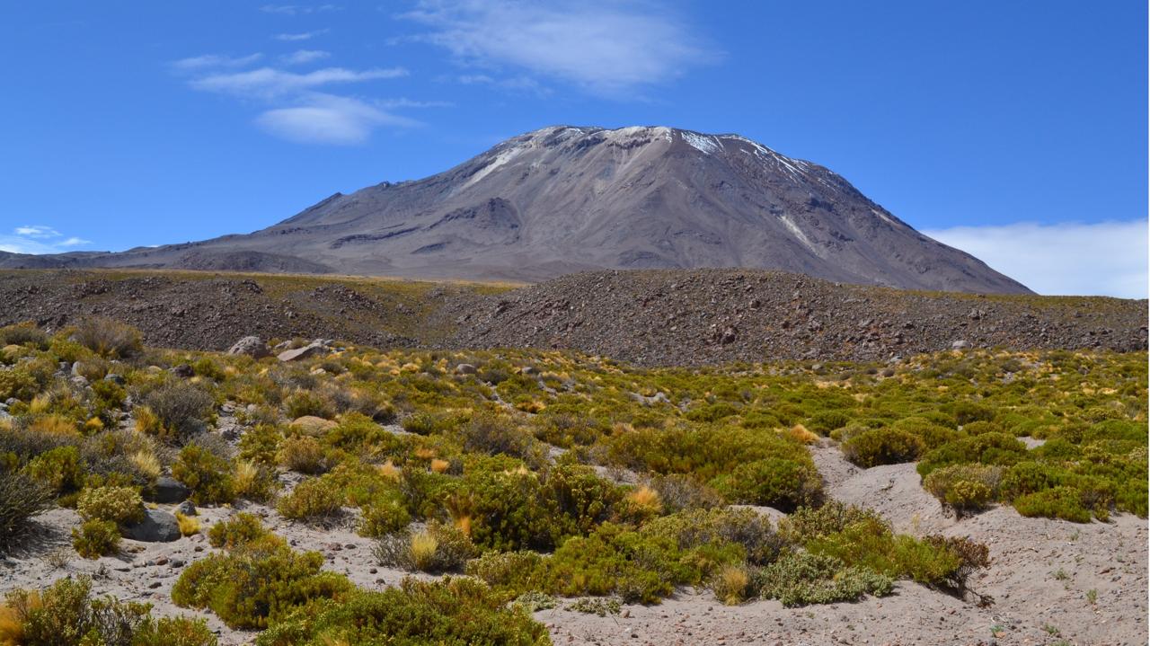 Plantas del altiplano: Una esperanza contra el Parkinson y el Alzheimer