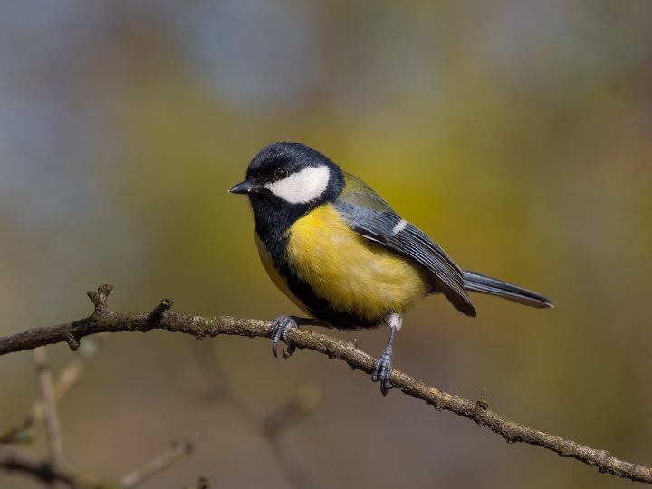 Aprendizaje en aves: Estudio revela la influencia de los hermanos sobre los padres