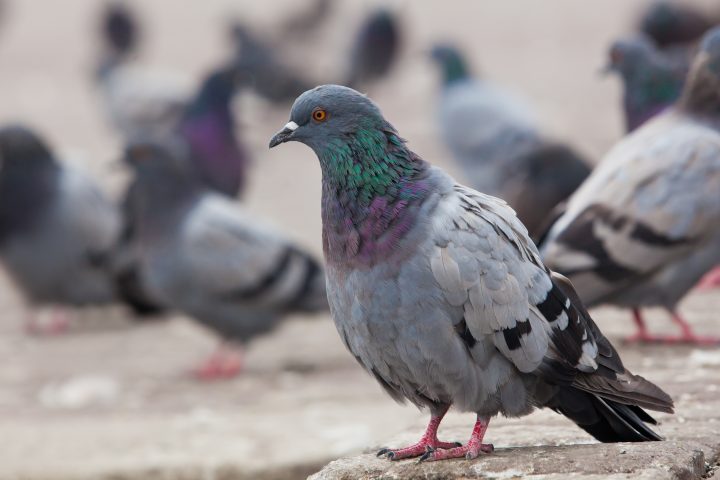 Palomas urbanas muestran cómo la lluvia 