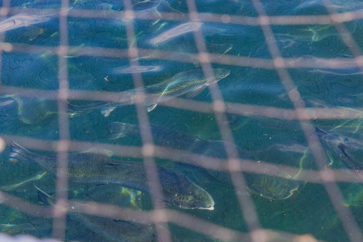 Secuenciación genética abre nuevas posibilidades para el control sanitario en la acuicultura