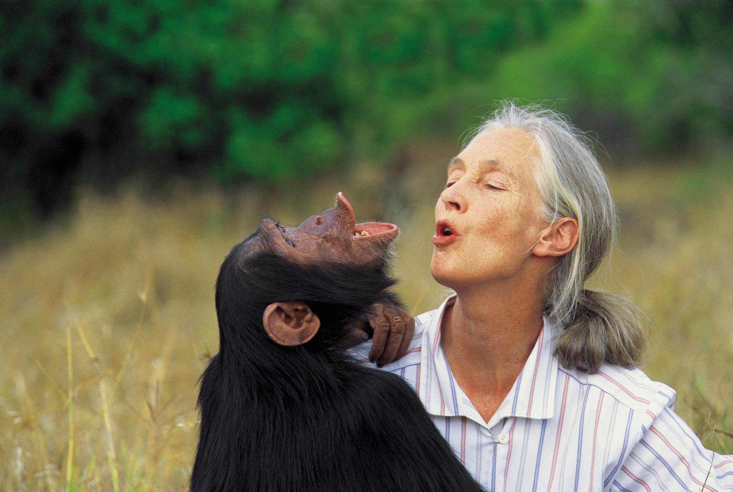 Fallece a los 91 años Jane Goodall, primatóloga y defensora de los chimpancés